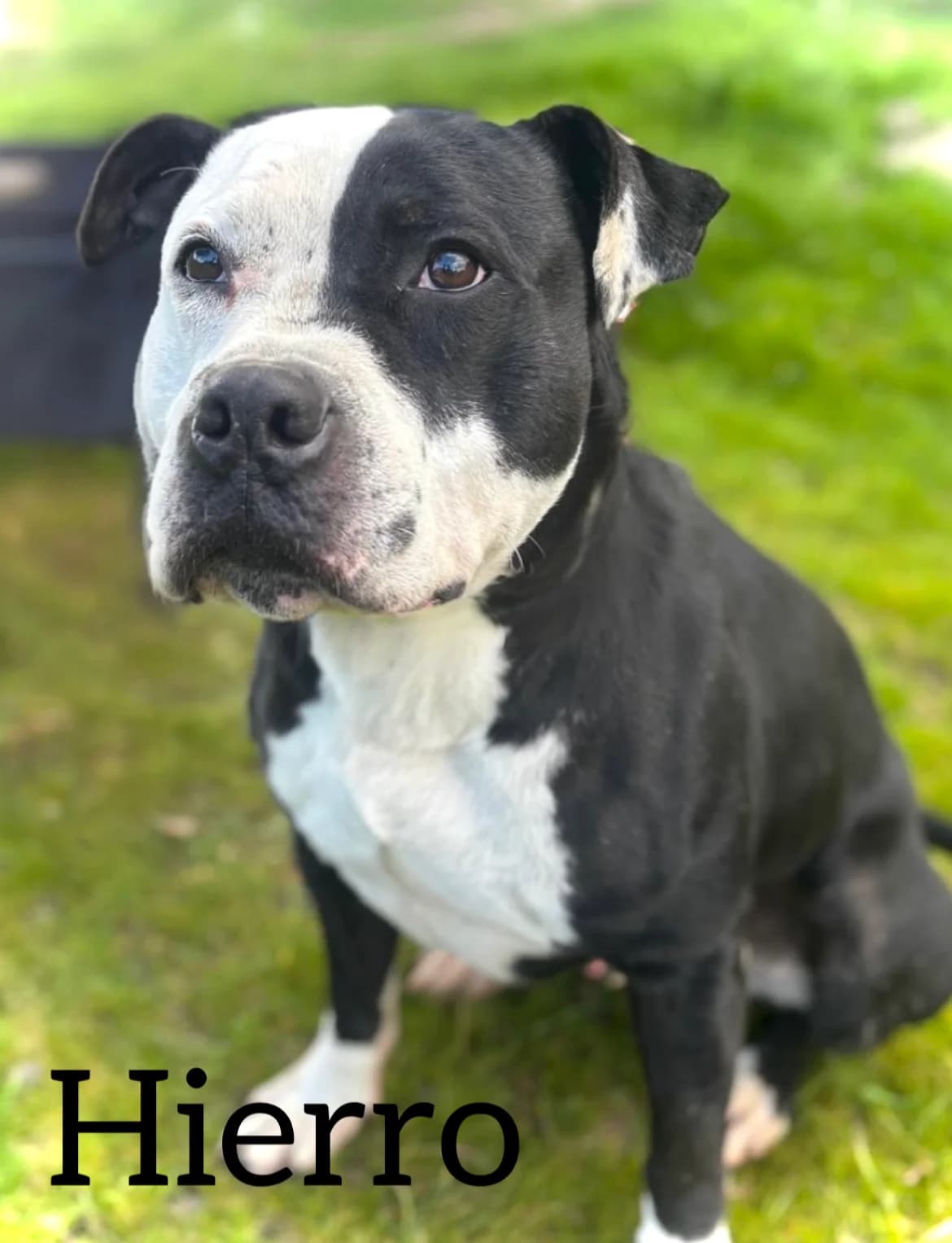 HIERRO, male senior American Staffordshire Terrier for adoption at DogHorseCity, Toledo
