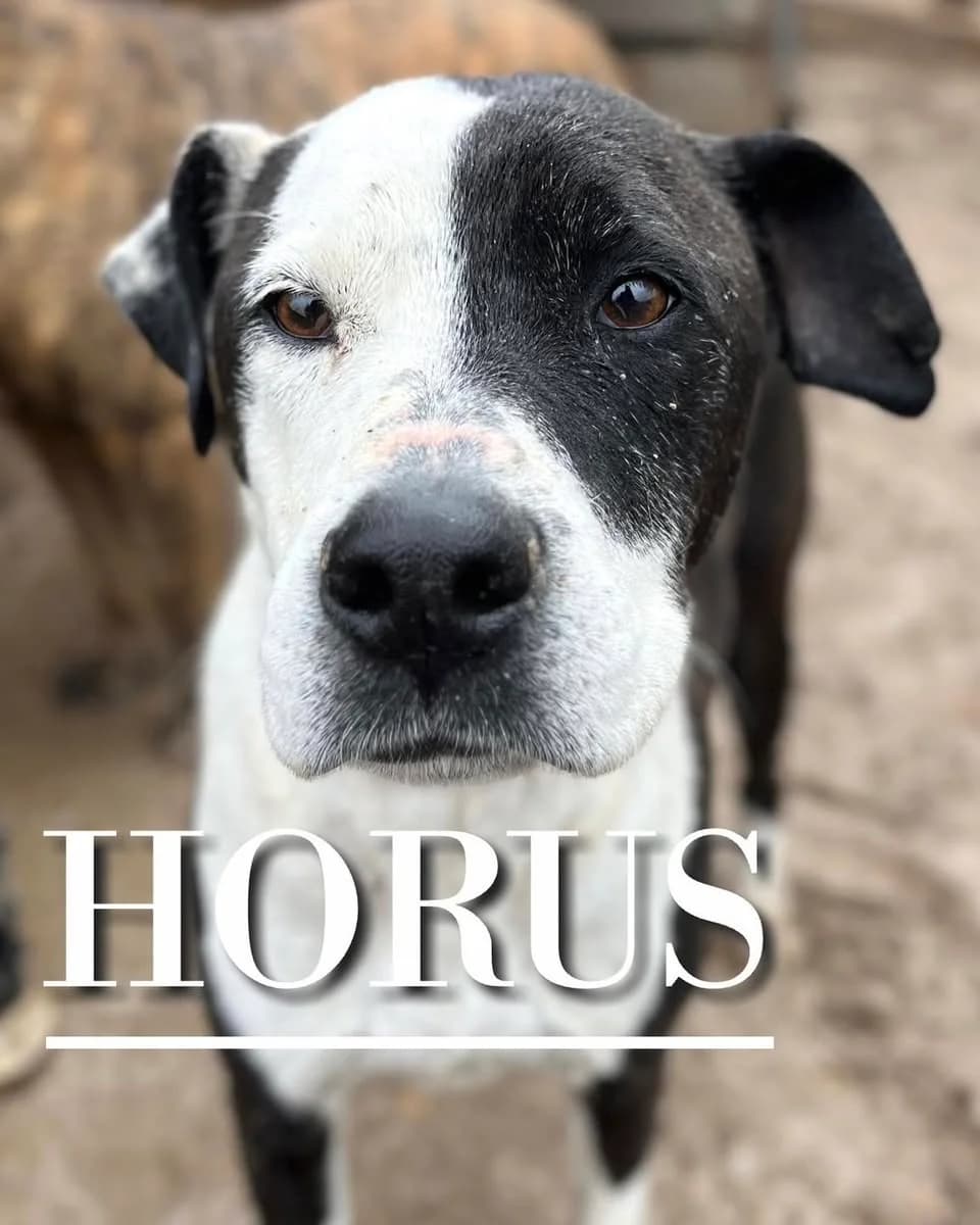 HORUS, 7yo Pit Bull Terrier for adoption at DogHorseCity, Toledo