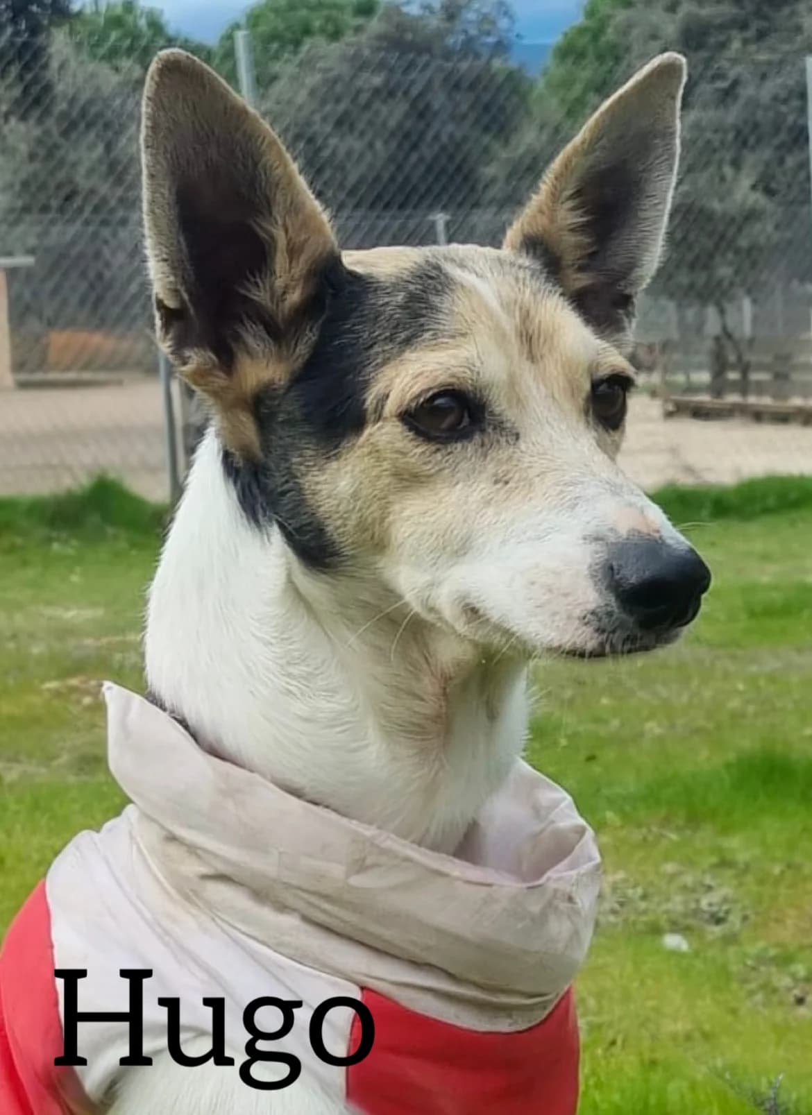 HUGO, 4yo mixed breed for adoption at DogHorseCity, Toledo