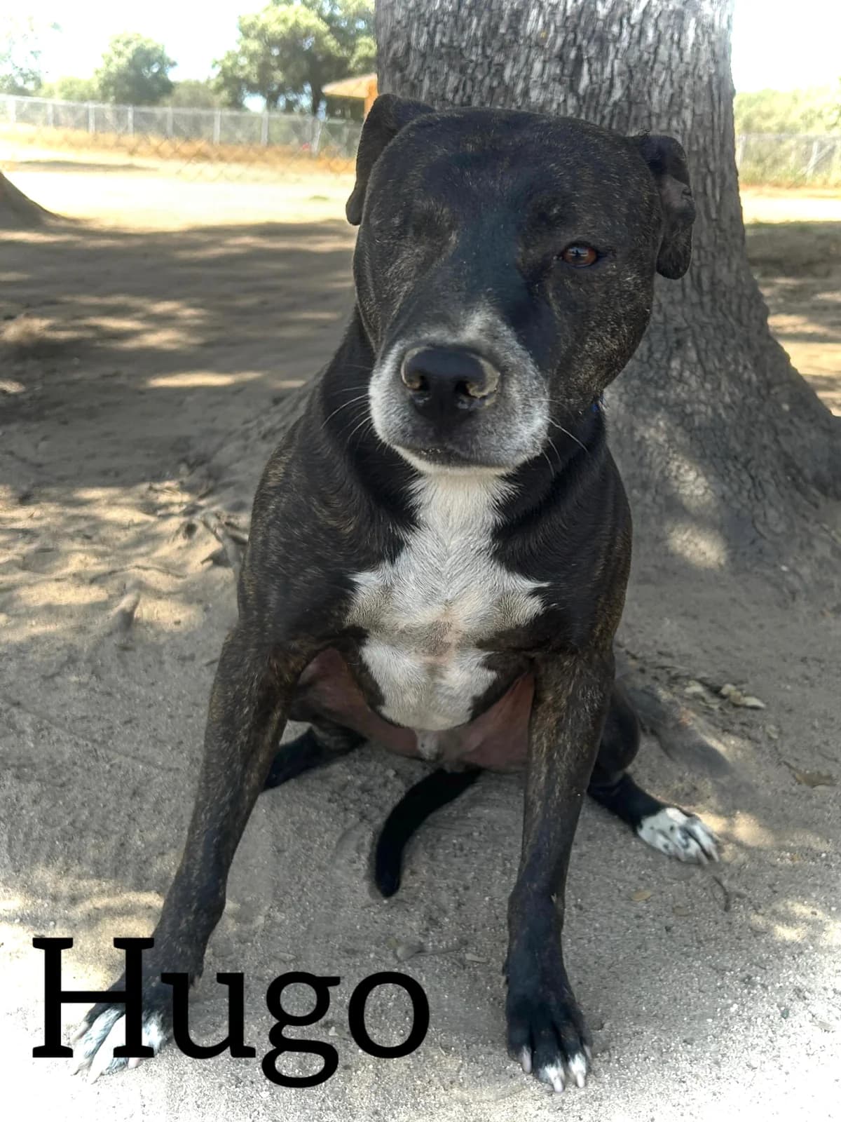 HUGO, male 3yo Pit Bull Terrier for adoption at DogHorseCity, Toledo