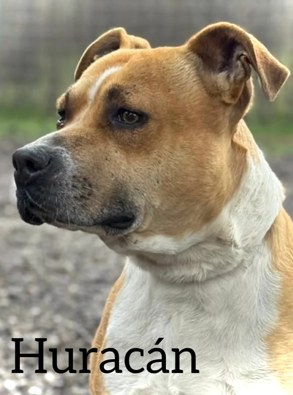 HURACÁN, male 5yo Pit Bull Terrier for adoption at DogHorseCity, Toledo