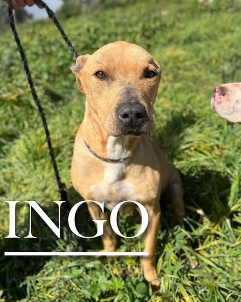 INGO, 7yo Mixed Breed for adoption at DogHorseCity, Toledo