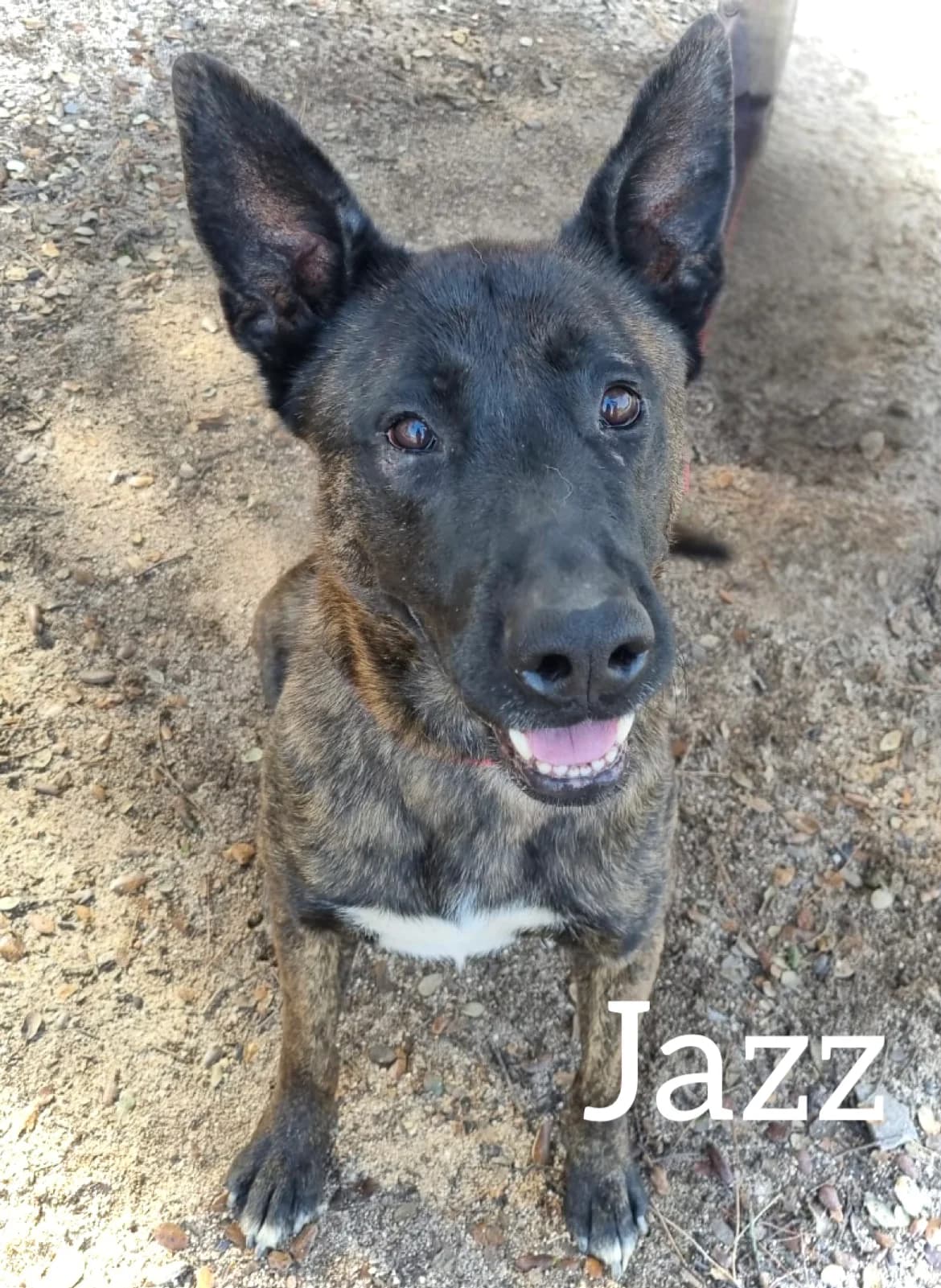 JAZZ, male 5yo mixed breed for adoption at DogHorseCity, Toledo