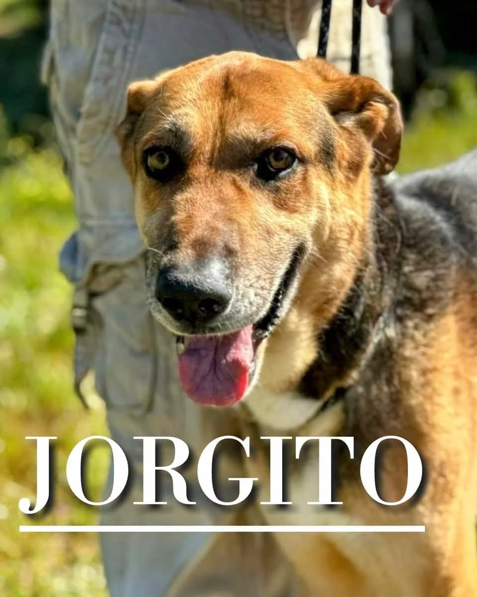 JORGITO, 6yo Mixed Breed for adoption at DogHorseCity, Toledo