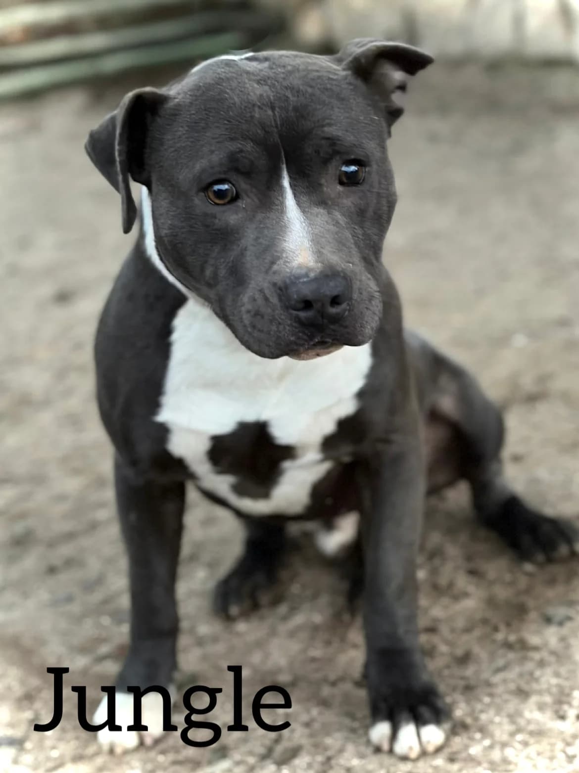JUNGLE, male young American Staffordshire Terrier for adoption at DogHorseCity, Toledo