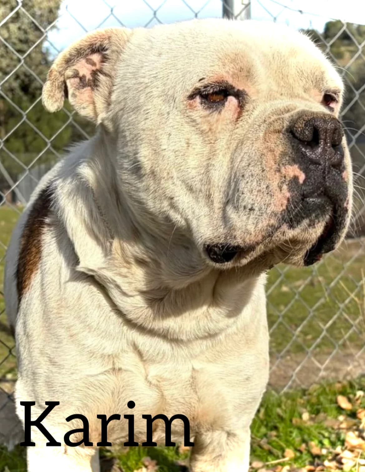 KARIM, male senior English Bulldog for adoption at DogHorseCity, Toledo