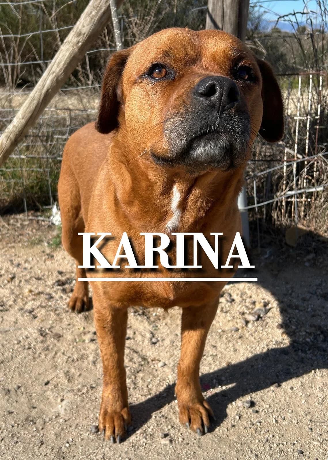 KARINA, 6yo Mixed Breed for adoption at DogHorseCity, Toledo