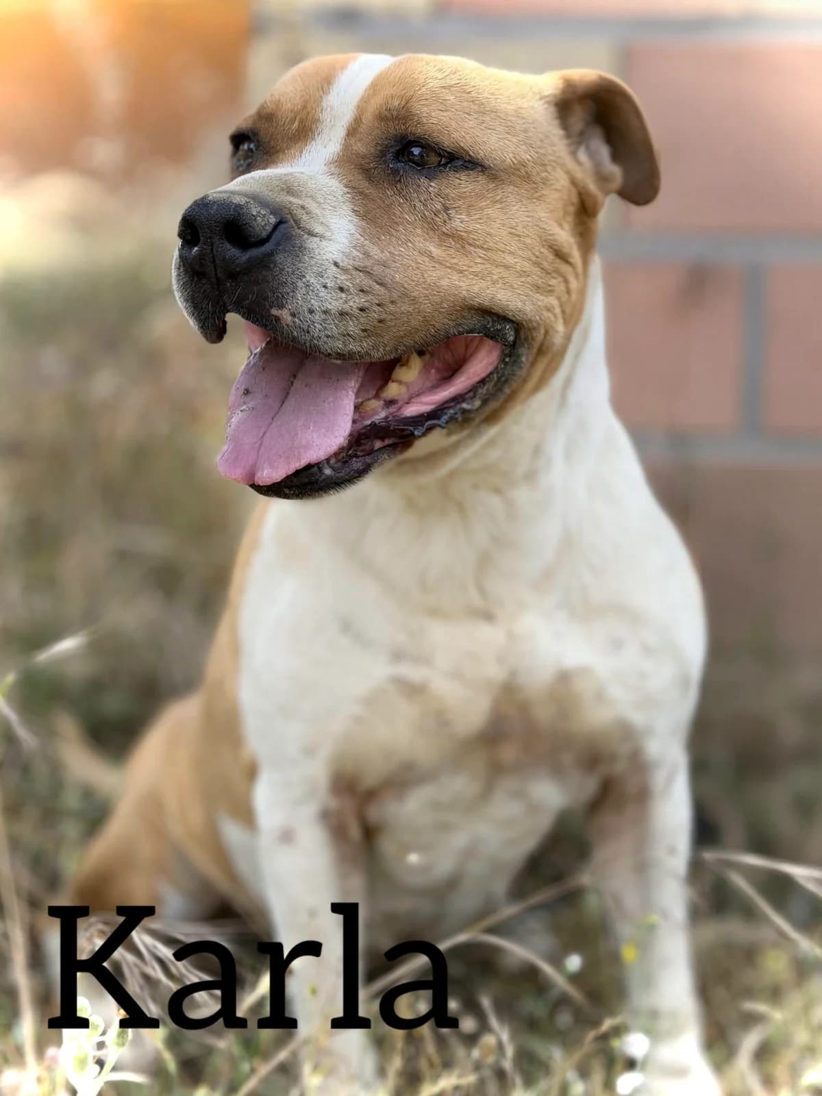 KARLA (Vaya Huellas), female senior American Staffordshire Terrier for adoption at DogHorseCity, Toledo