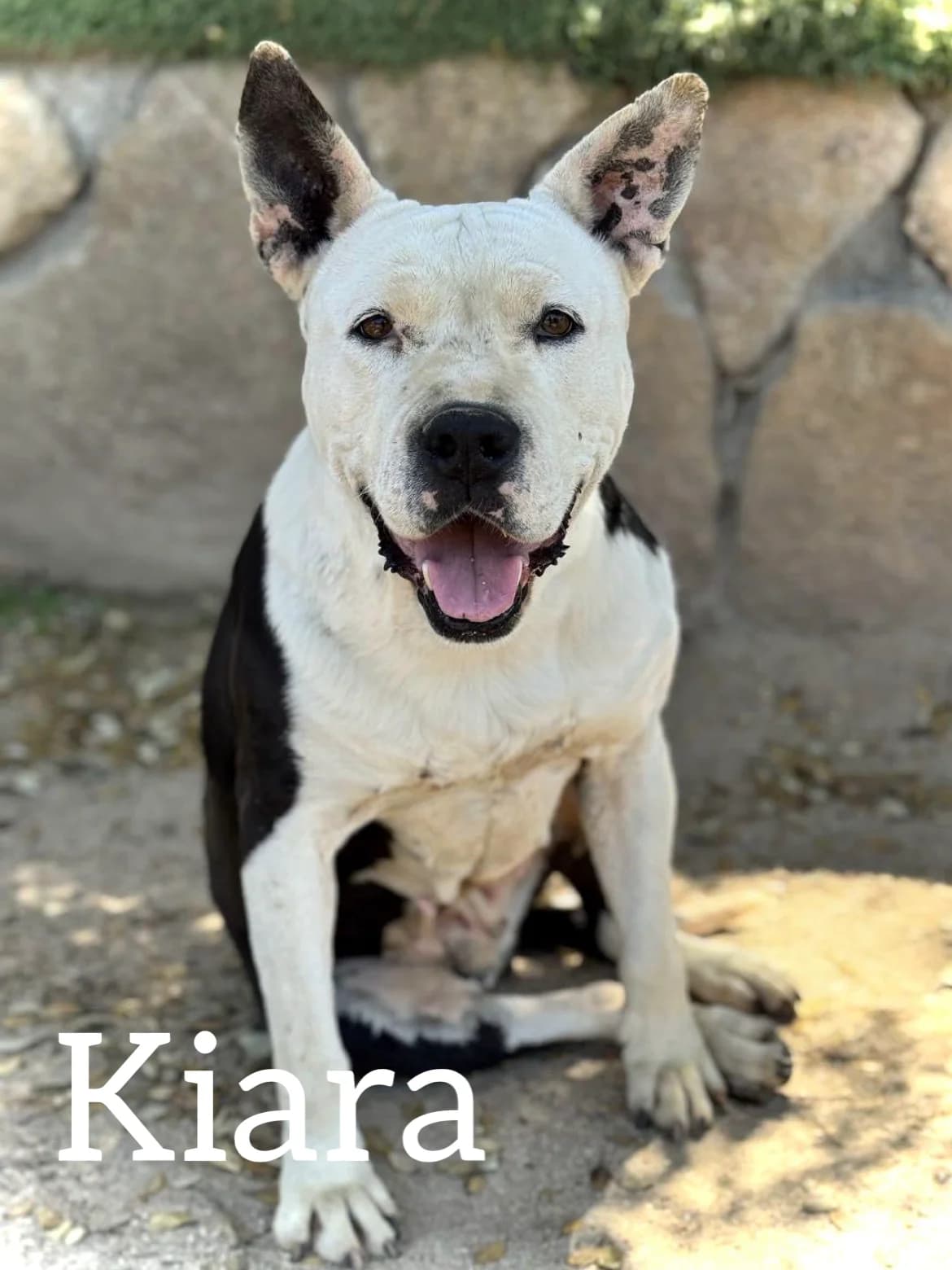 KIARA, female senior mixed breed for adoption at DogHorseCity, Toledo