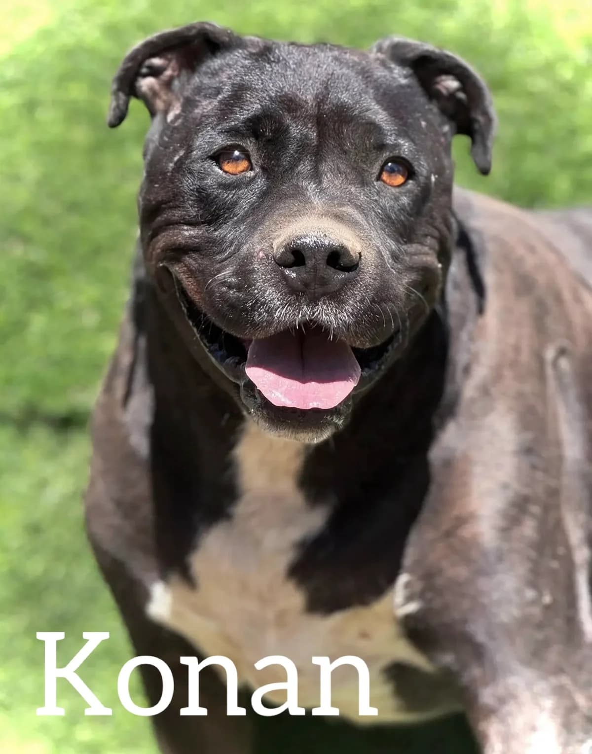 KONAN, male 5yo American Staffordshire Terrier for adoption at DogHorseCity, Toledo