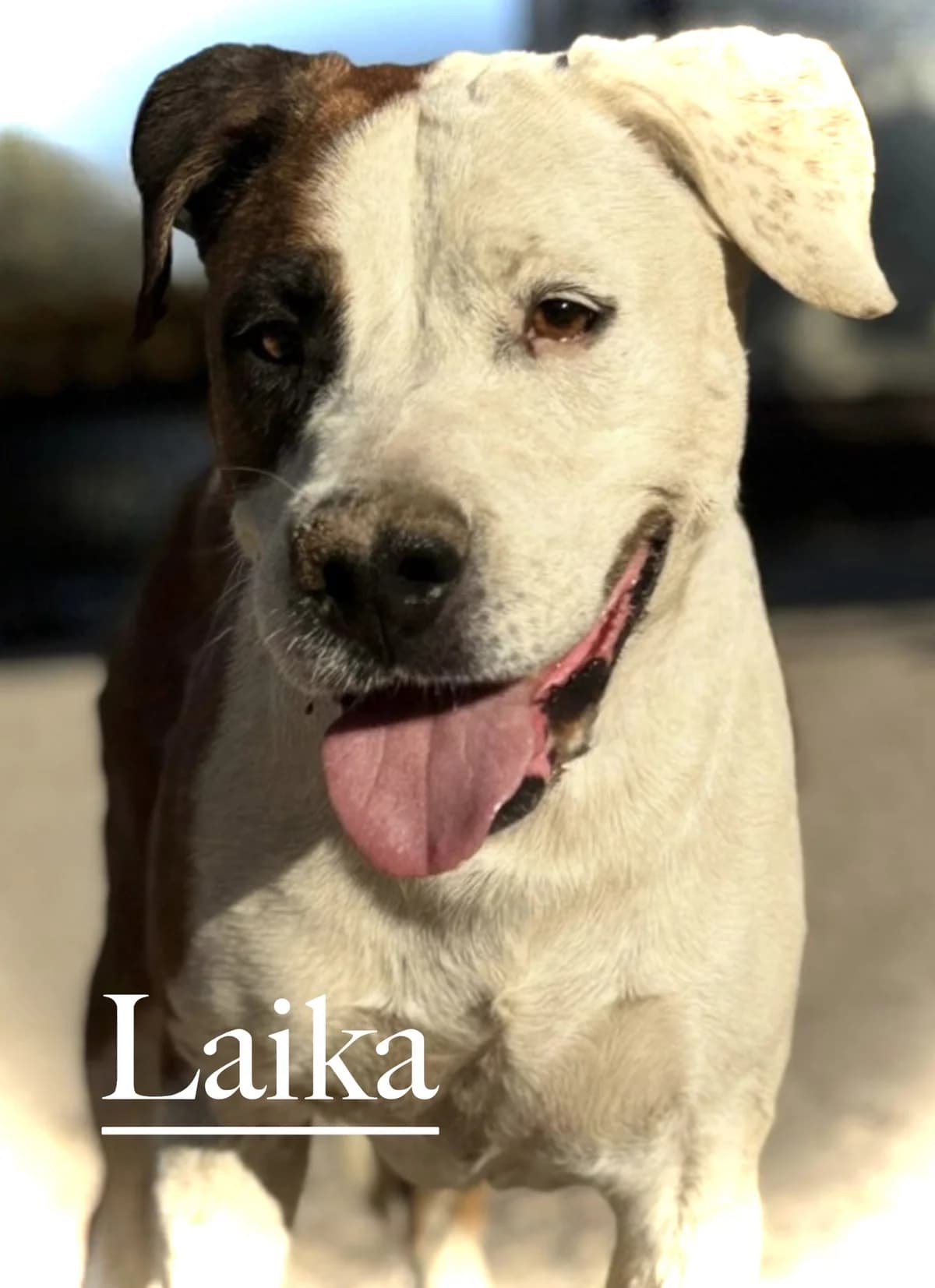 LAIKA, 7yo mixed breed for adoption at DogHorseCity, Toledo