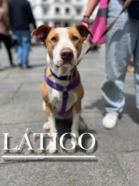 LΓTIGO, 4yo American Staffordshire Terrier for adoption at DogHorseCity, Toledo