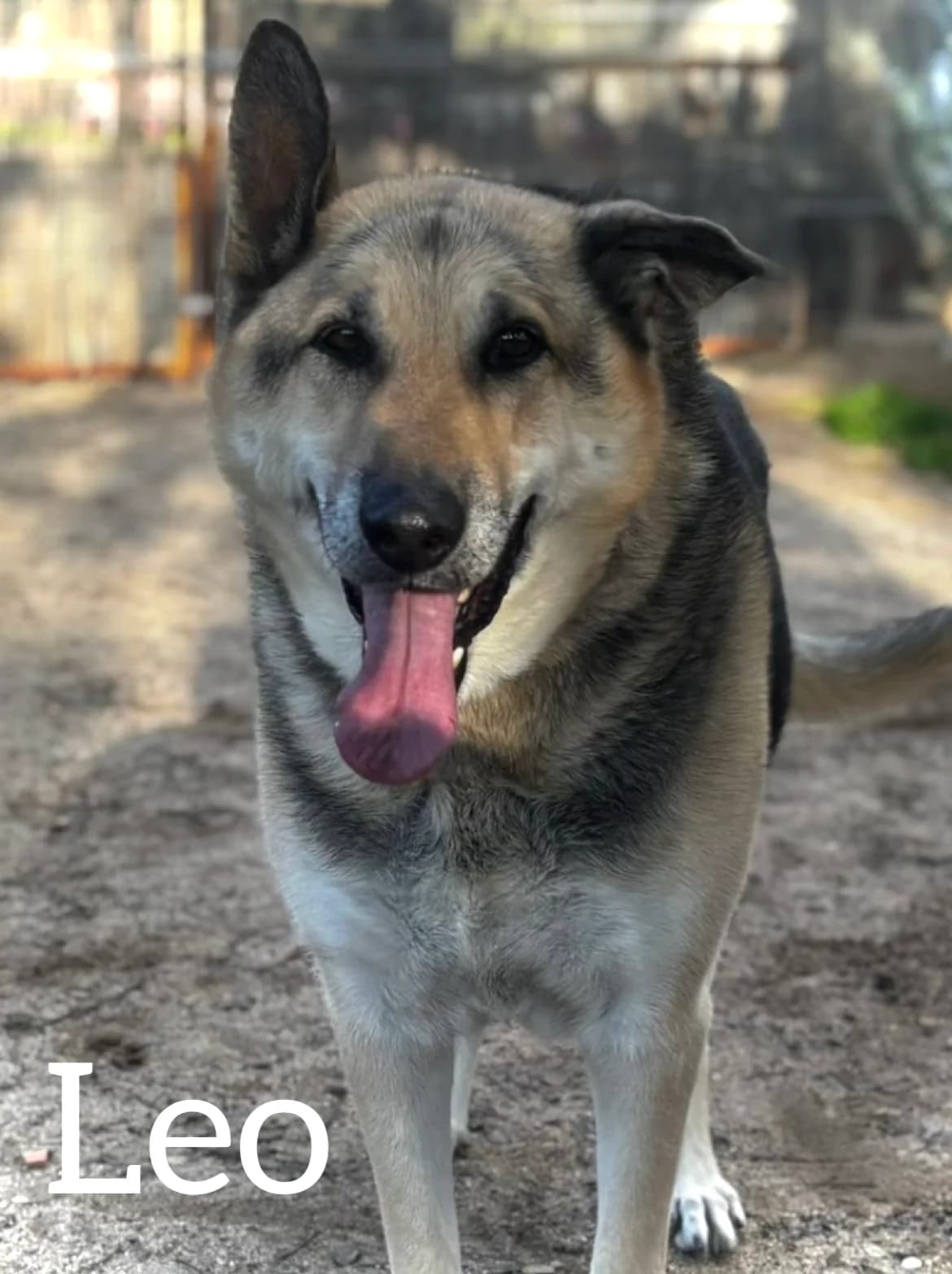 LEO, male senior German Shepherd for adoption at DogHorseCity, Toledo
