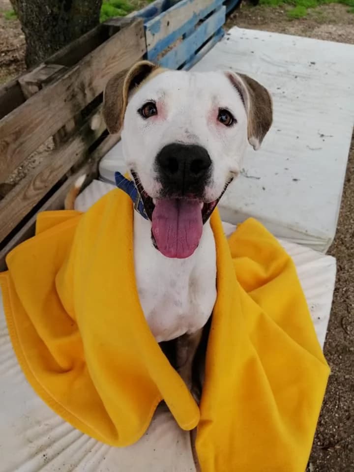 LIS, 6yo Mixed Breed for adoption at DogHorseCity, Toledo
