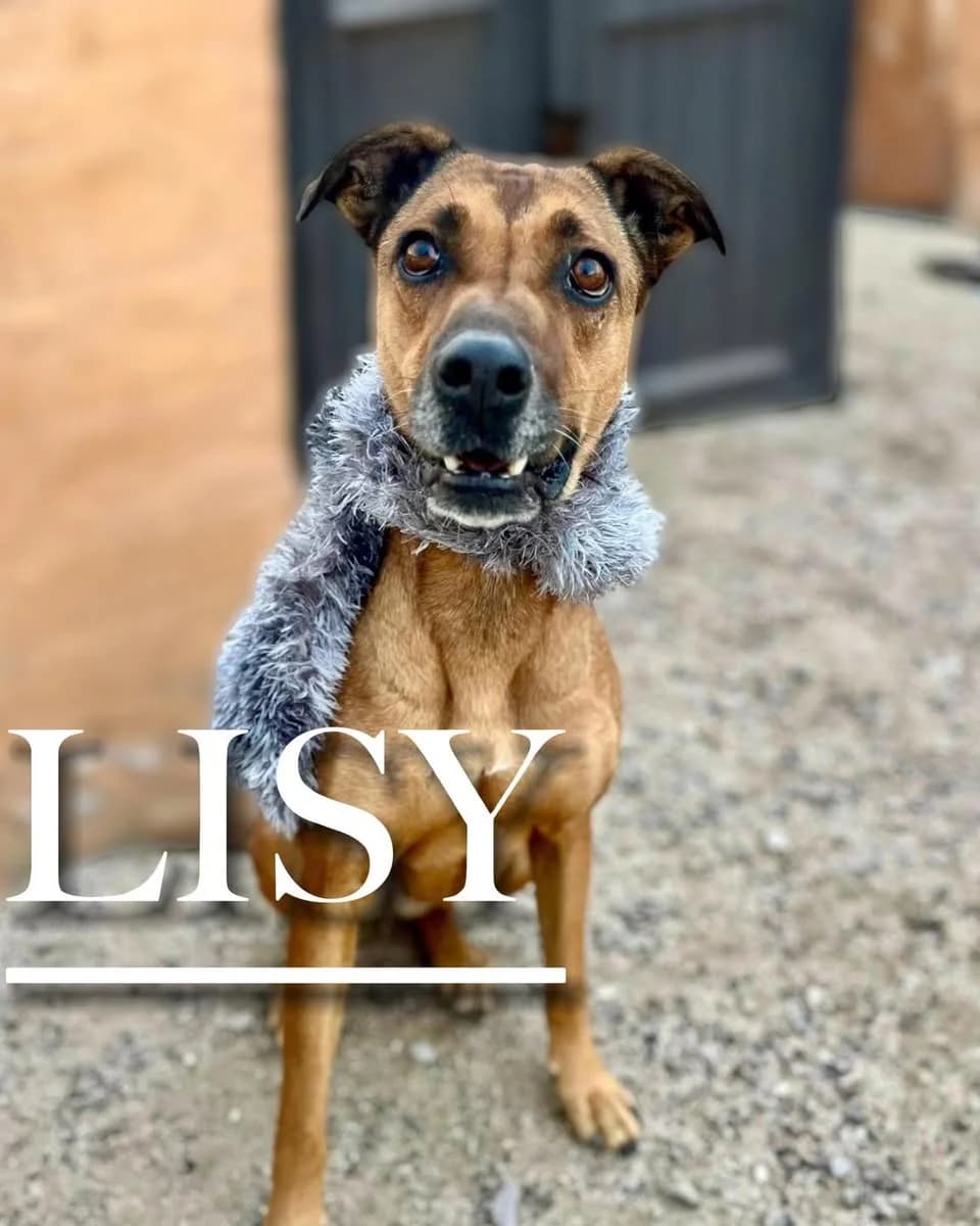 LISY, 6yo Mixed Breed for adoption at DogHorseCity, Toledo