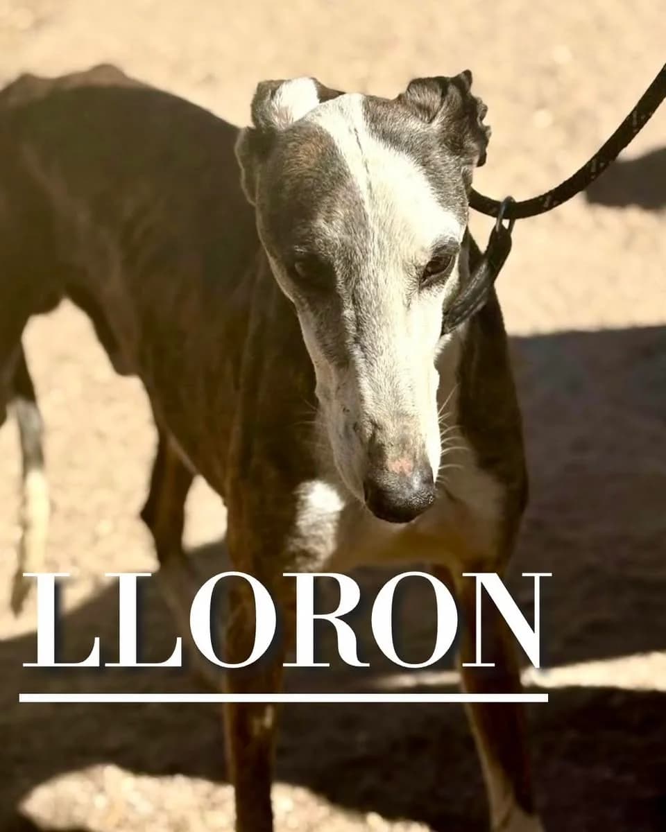 LLORÓN, senior Galgo Español for adoption at DogHorseCity, Toledo