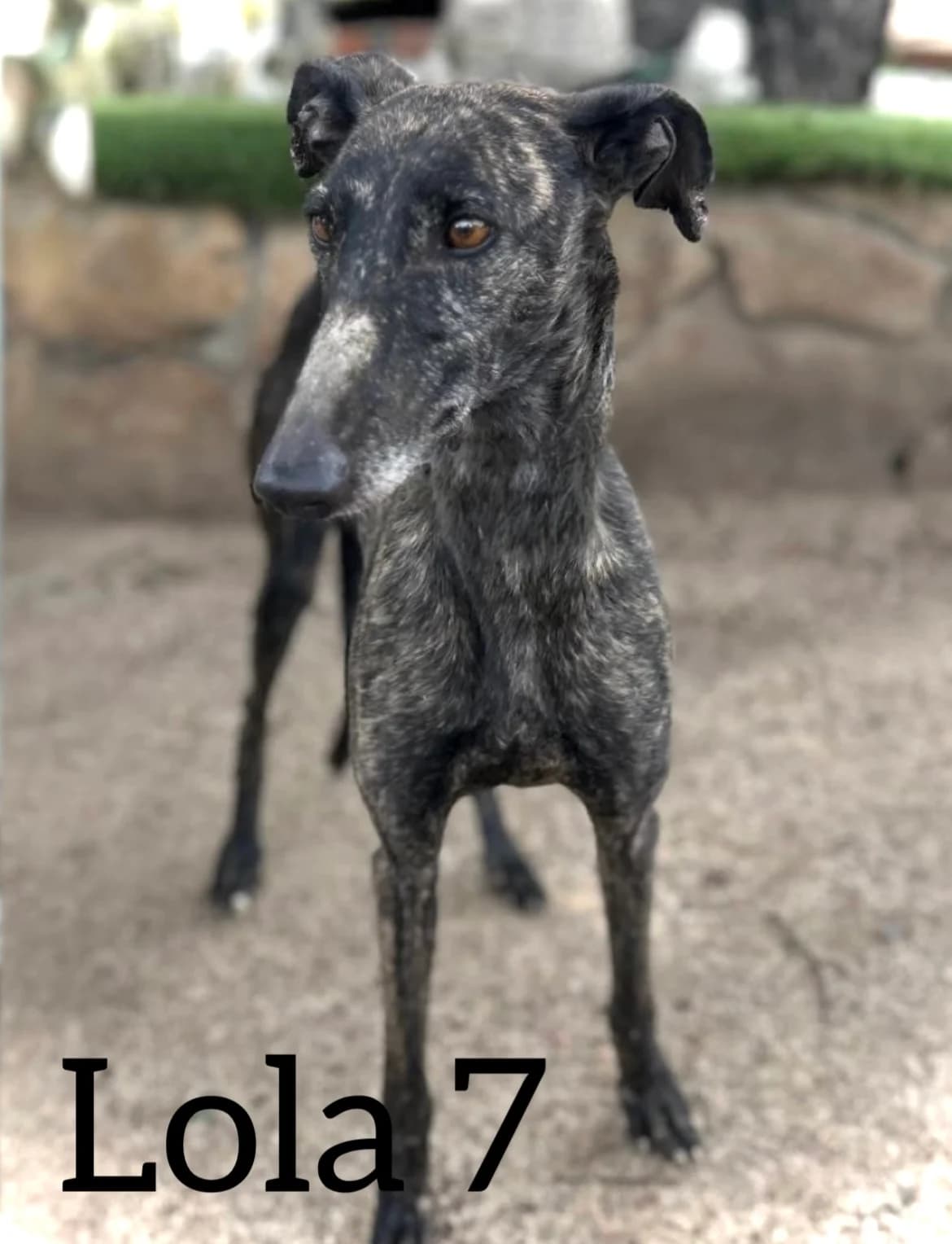 LOLA 7, female 5yo Galgo Español for adoption at DogHorseCity, Toledo