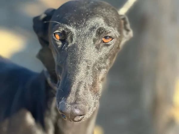 LUCÍA, 5yo Galgo Español for adoption at DogHorseCity, Toledo