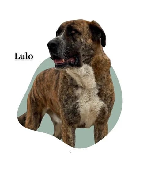 LULO, senior Spanish Mastiff for adoption at DogHorseCity, Toledo