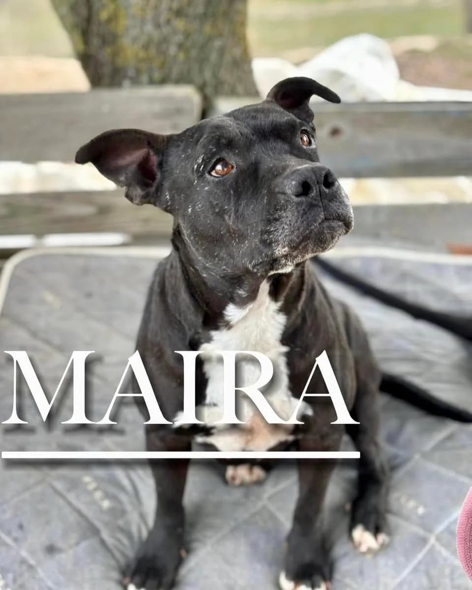 MAIRA, 5yo Pit Bull Terrier for adoption at DogHorseCity, Toledo