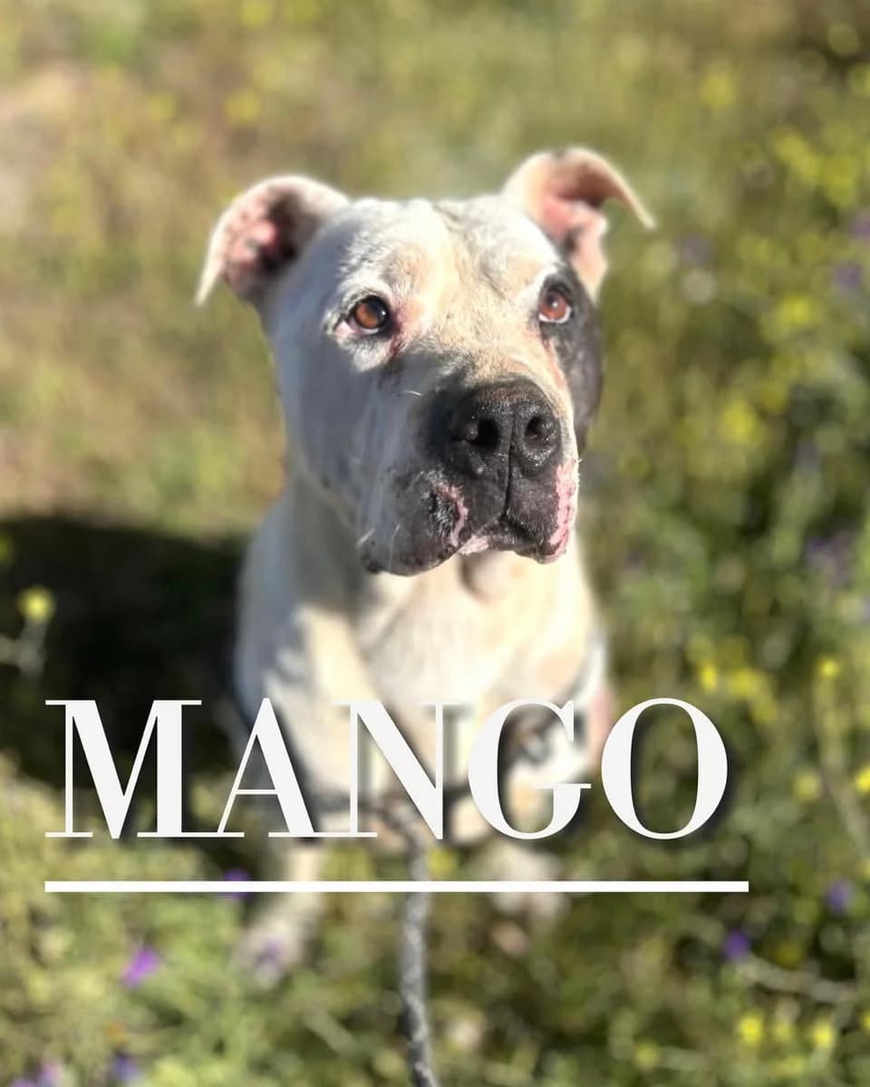 MANGO, senior Pit Bull Terrier for adoption at DogHorseCity, Toledo