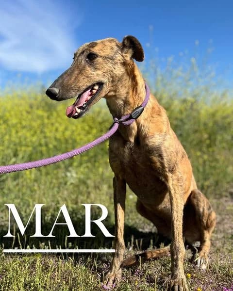 MAR, 5yo mixed breed for adoption at DogHorseCity, Toledo
