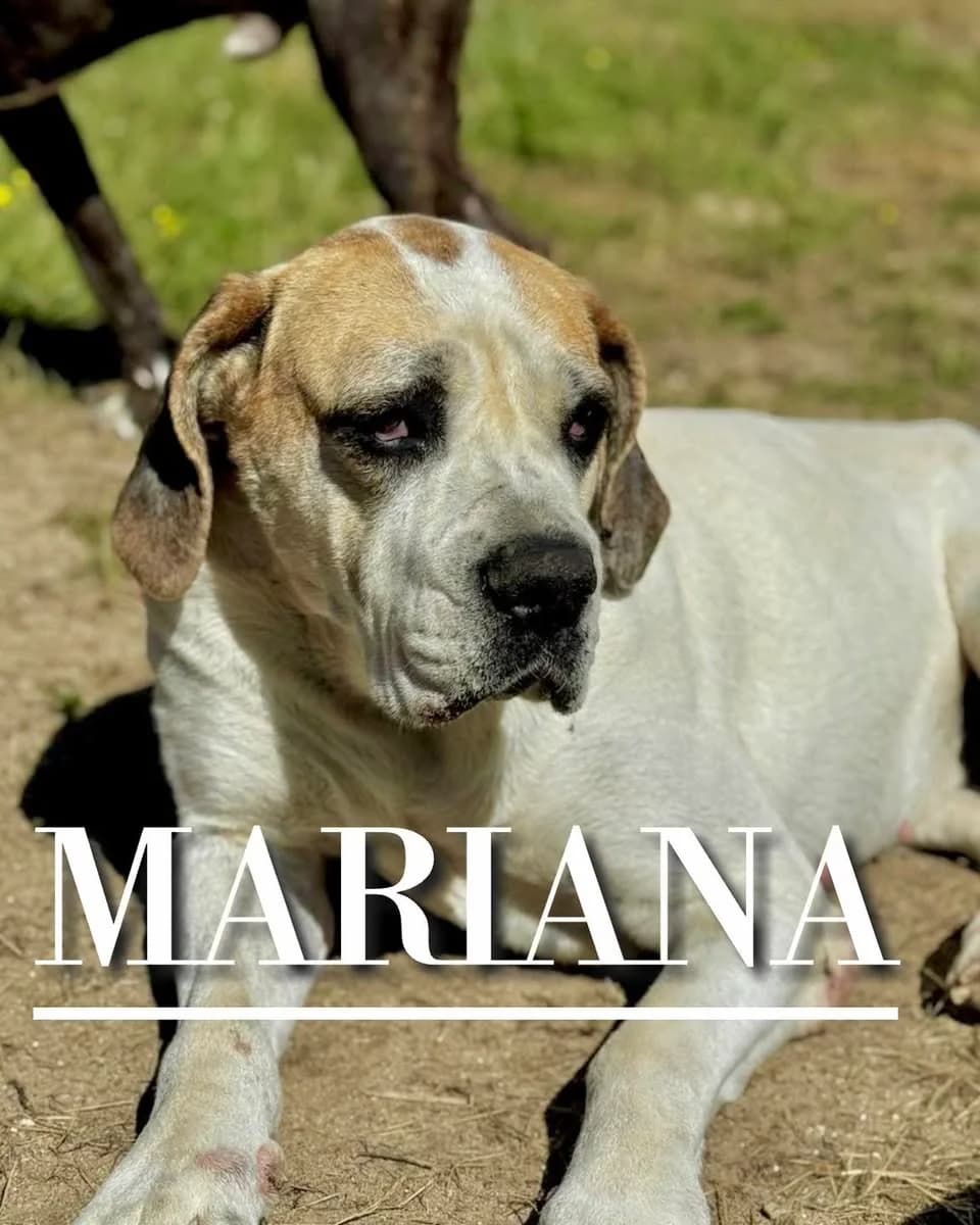 MARIANA, 6yo Mixed Breed for adoption at DogHorseCity, Toledo