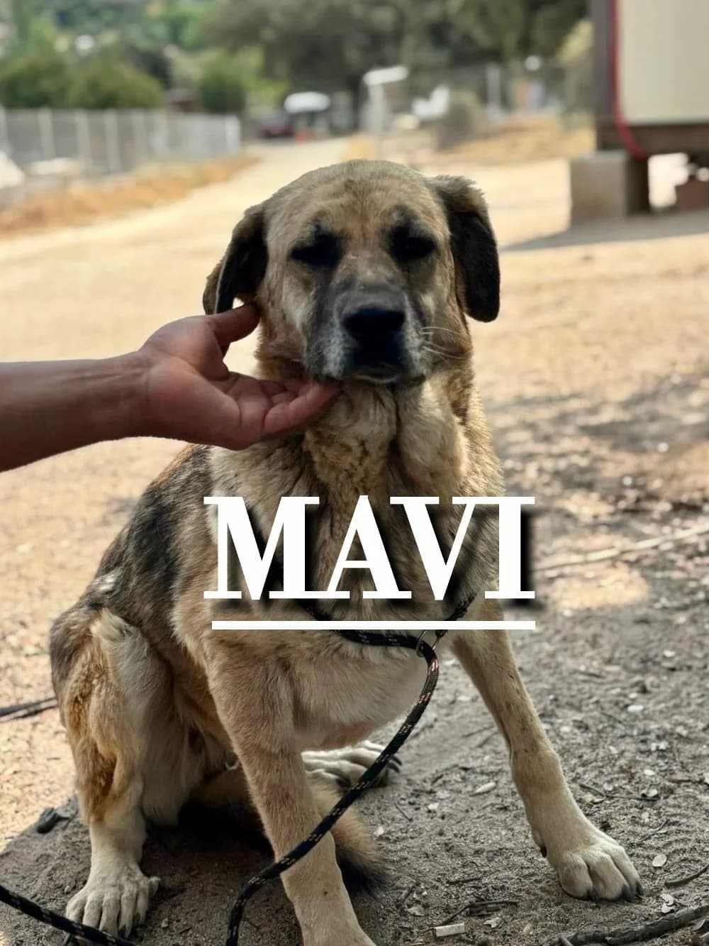 MAVI, 6yo Spanish Mastiff for adoption at DogHorseCity, Toledo