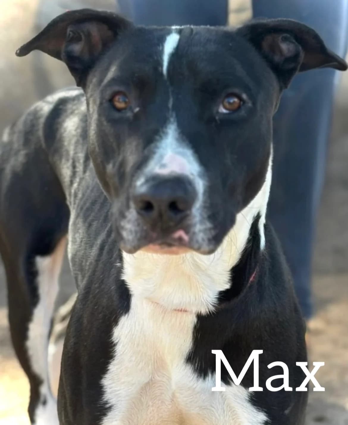 MAX, male 3yo Pit Bull Terrier for adoption at DogHorseCity, Toledo