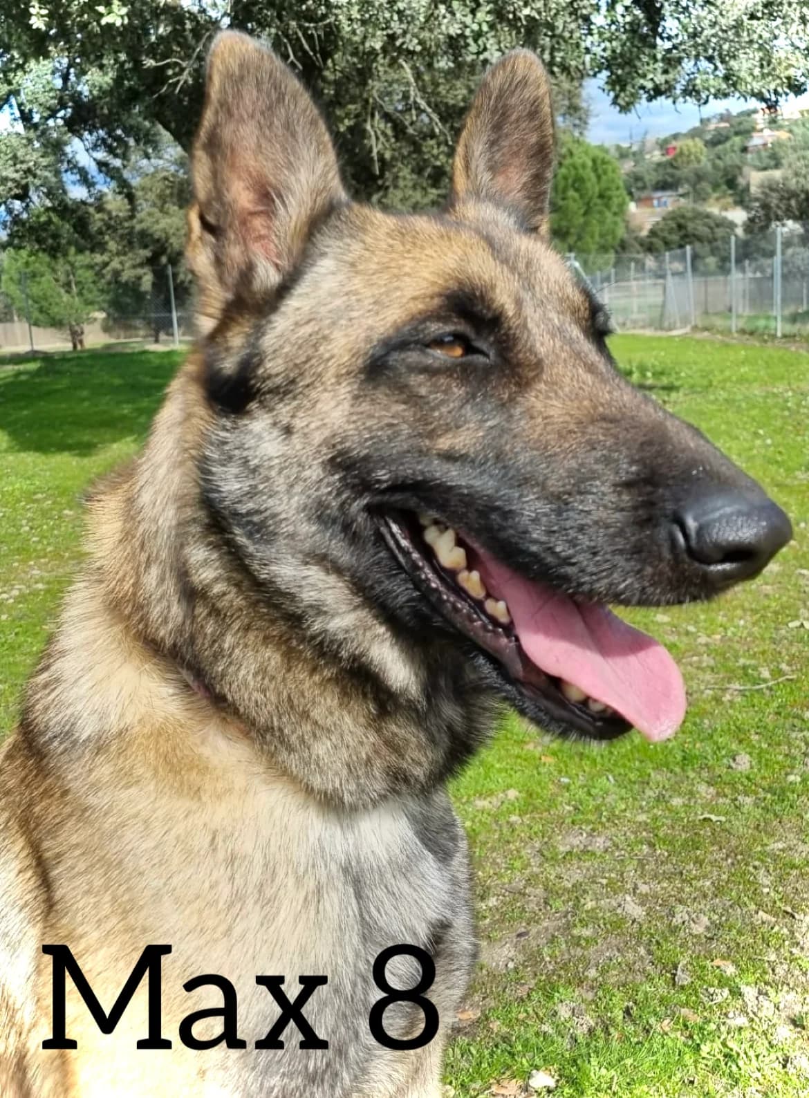 MAX 8, male 4yo Belgian Malinois for adoption at DogHorseCity, Toledo