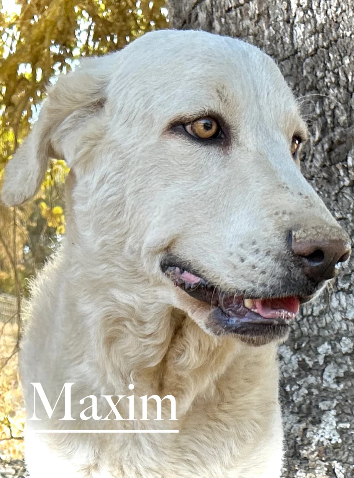 MAXIM, female 5yo Spanish Mastiff for adoption at DogHorseCity, Toledo