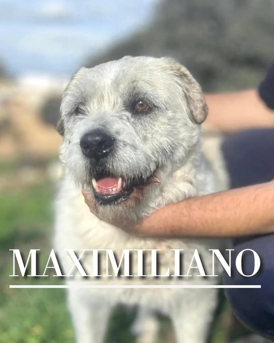 MAXIMILIANO (Vaya Huellas), senior Mixed Breed for adoption at DogHorseCity, Toledo