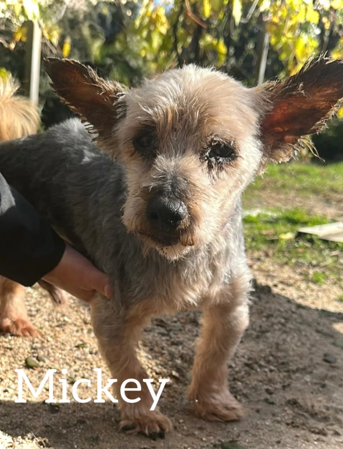 MICKEY, male 5yo Yorkshire Terrier for adoption at DogHorseCity, Toledo