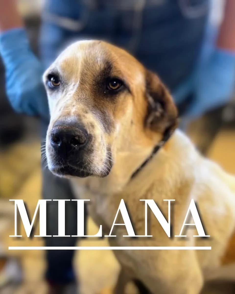 MILANA, 3yo mixed breed for adoption at DogHorseCity, Toledo