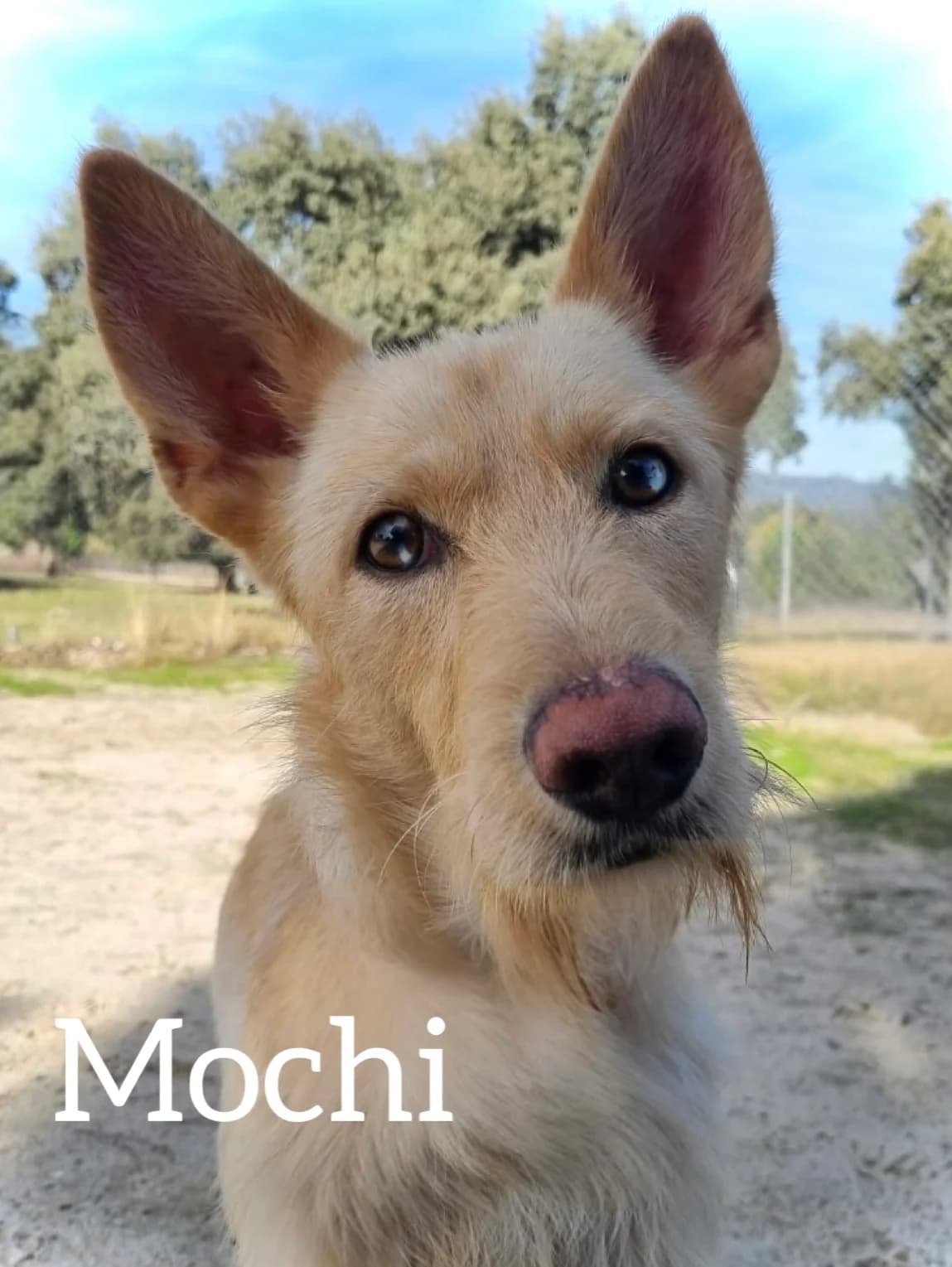 MOCHI, male 3yo Podenco for adoption at DogHorseCity, Toledo