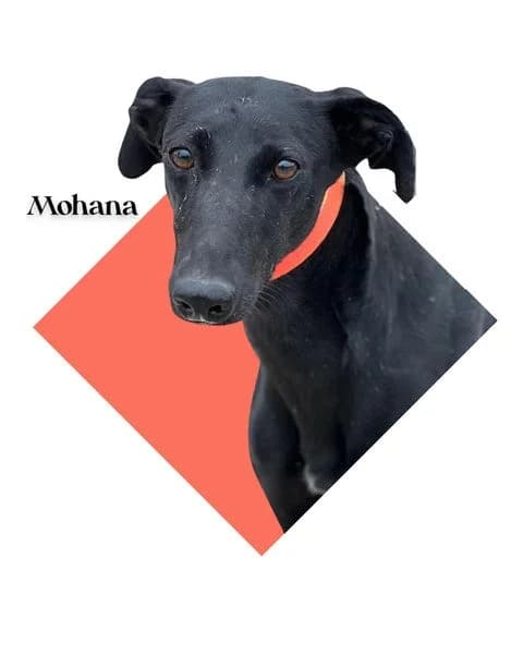 MOHANA (@vayahuellas), 4yo mixed breed for adoption at DogHorseCity, Toledo