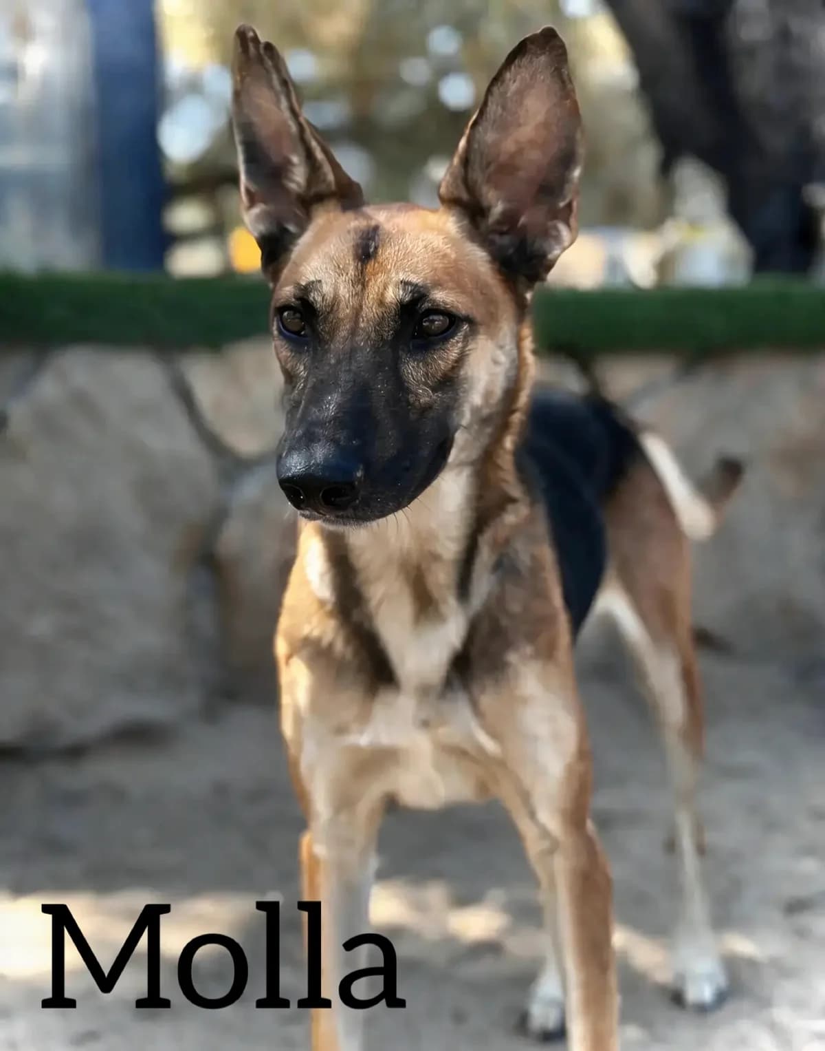 MOLLA, female young German Shepherd for adoption at DogHorseCity, Toledo