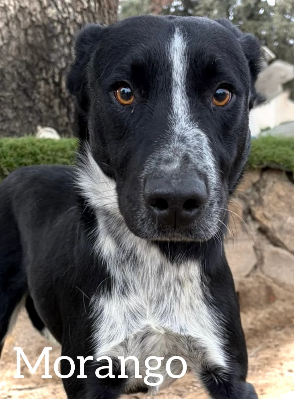 MORANGO, male young Mixed Breed for adoption at DogHorseCity, Toledo
