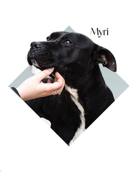 MYRI, 6yo Pit Bull Terrier for adoption at DogHorseCity, Toledo