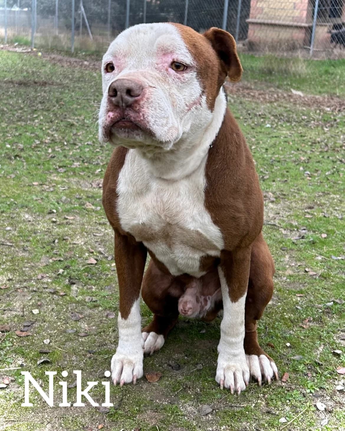 NIKI, male senior Pit Bull Terrier for adoption at DogHorseCity, Toledo