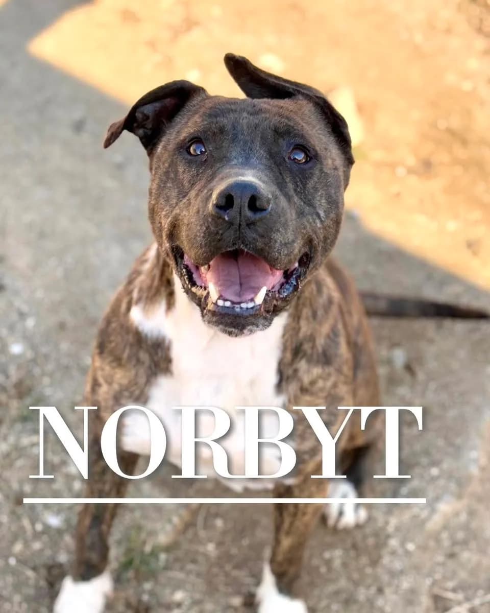 NORBYT (Vaya Huellas), 7yo Pit Bull Terrier for adoption at DogHorseCity, Toledo