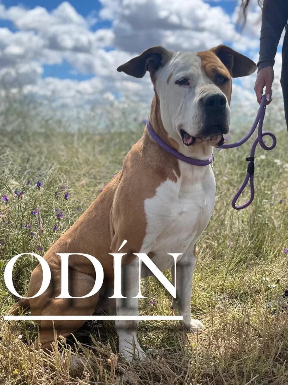 ODÍN, senior American Staffordshire Terrier for adoption at DogHorseCity, Toledo