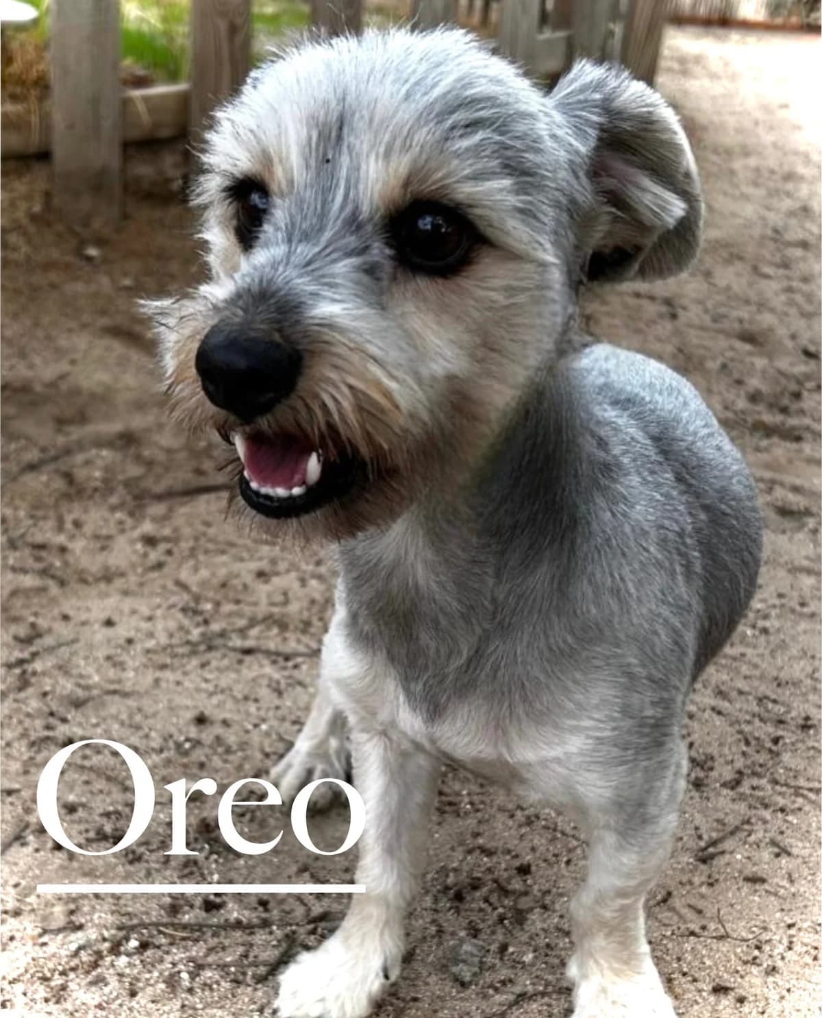 OREO, male 3yo Yorkshire Terrier for adoption at DogHorseCity, Toledo