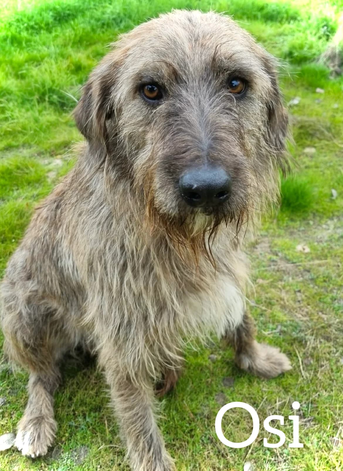OSI, male young Mixed Breed for adoption at DogHorseCity, Toledo