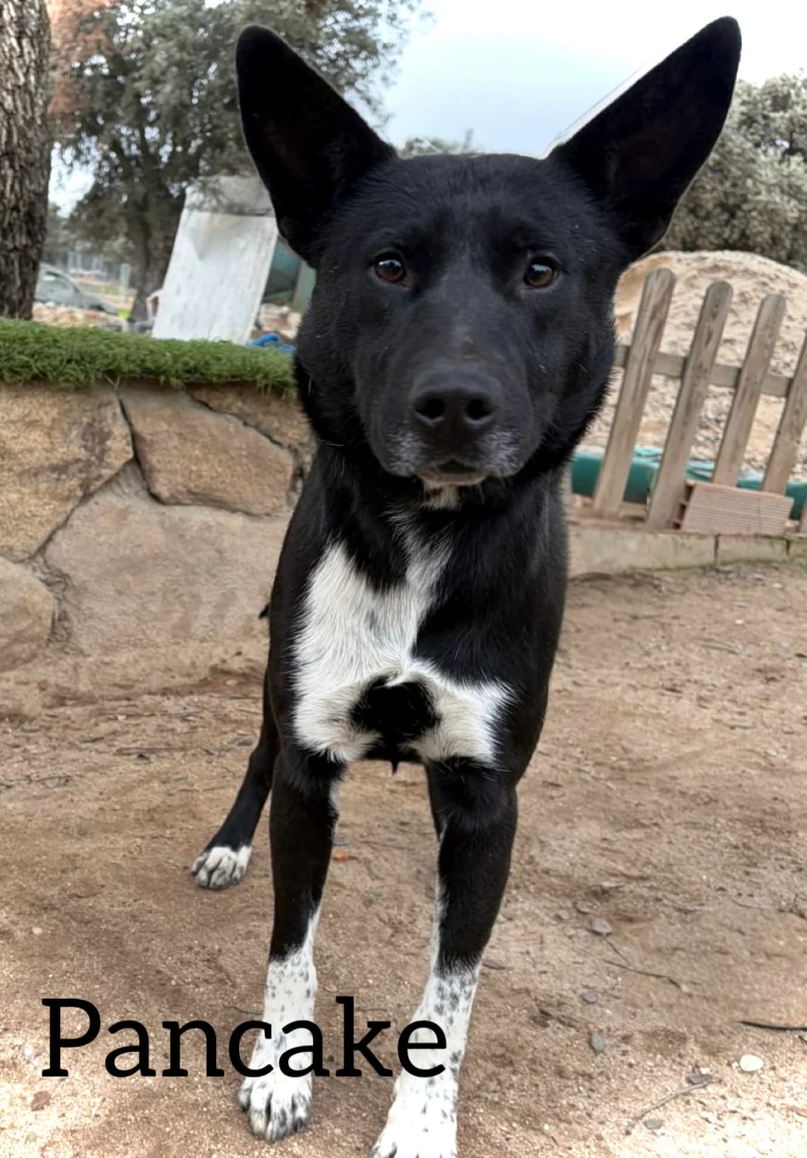 PANCAKE, male young Mixed Breed for adoption at DogHorseCity, Toledo