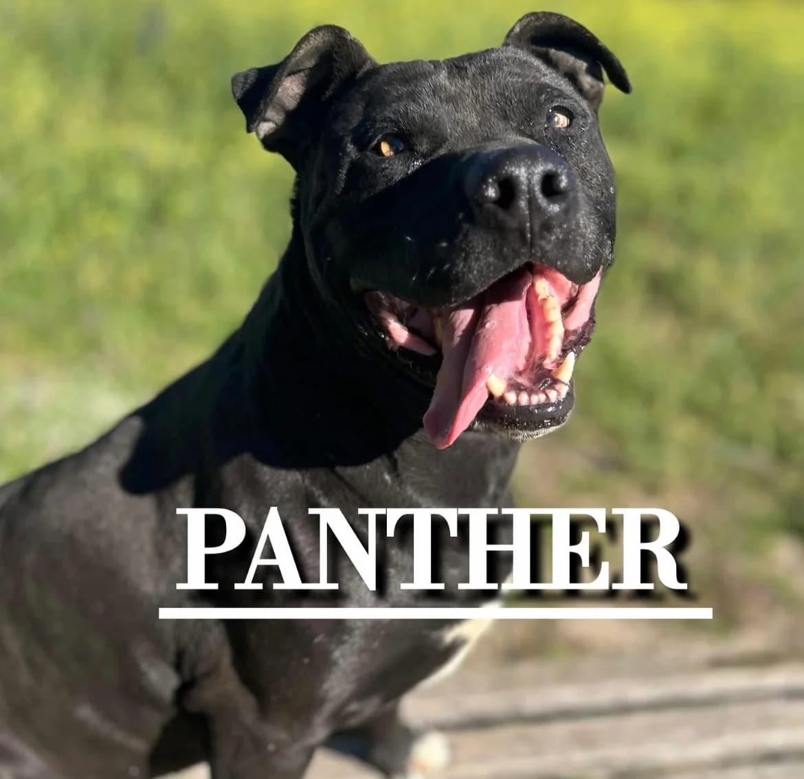 PANTHER, 7yo Pit Bull Terrier for adoption at DogHorseCity, Toledo