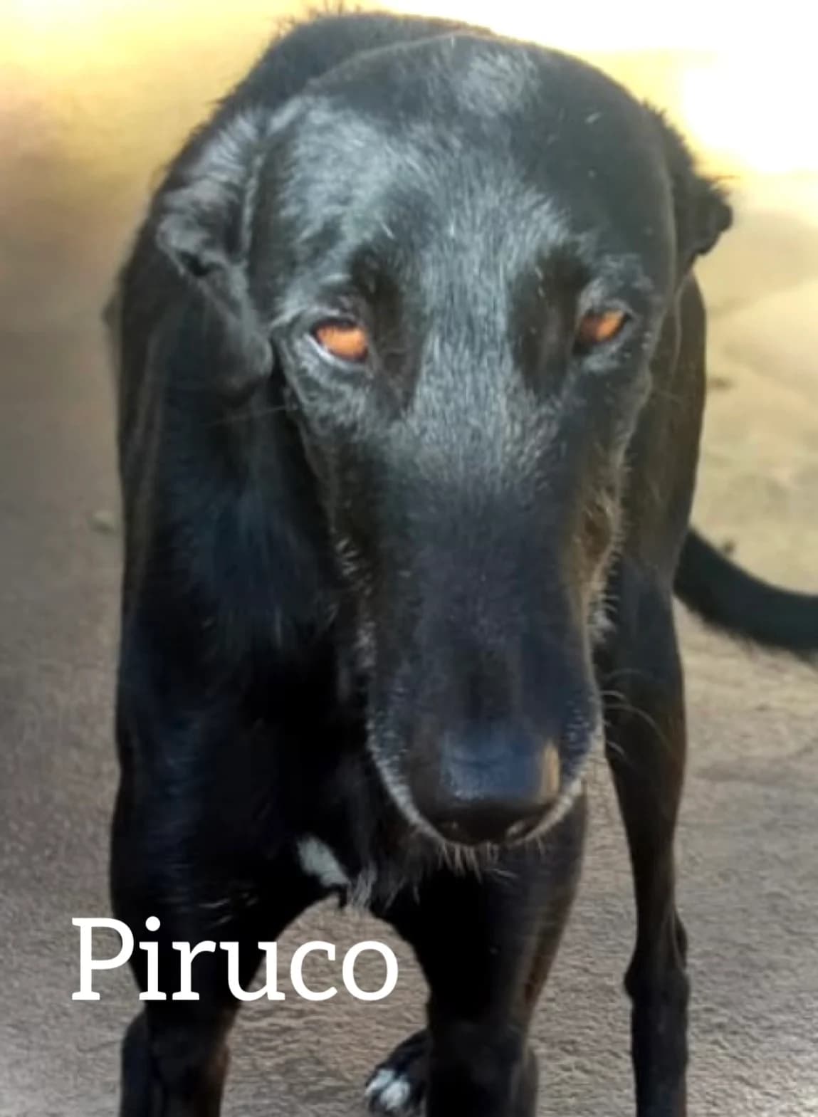 PIRUCO, male 3yo Galgo Español for adoption at DogHorseCity, Toledo