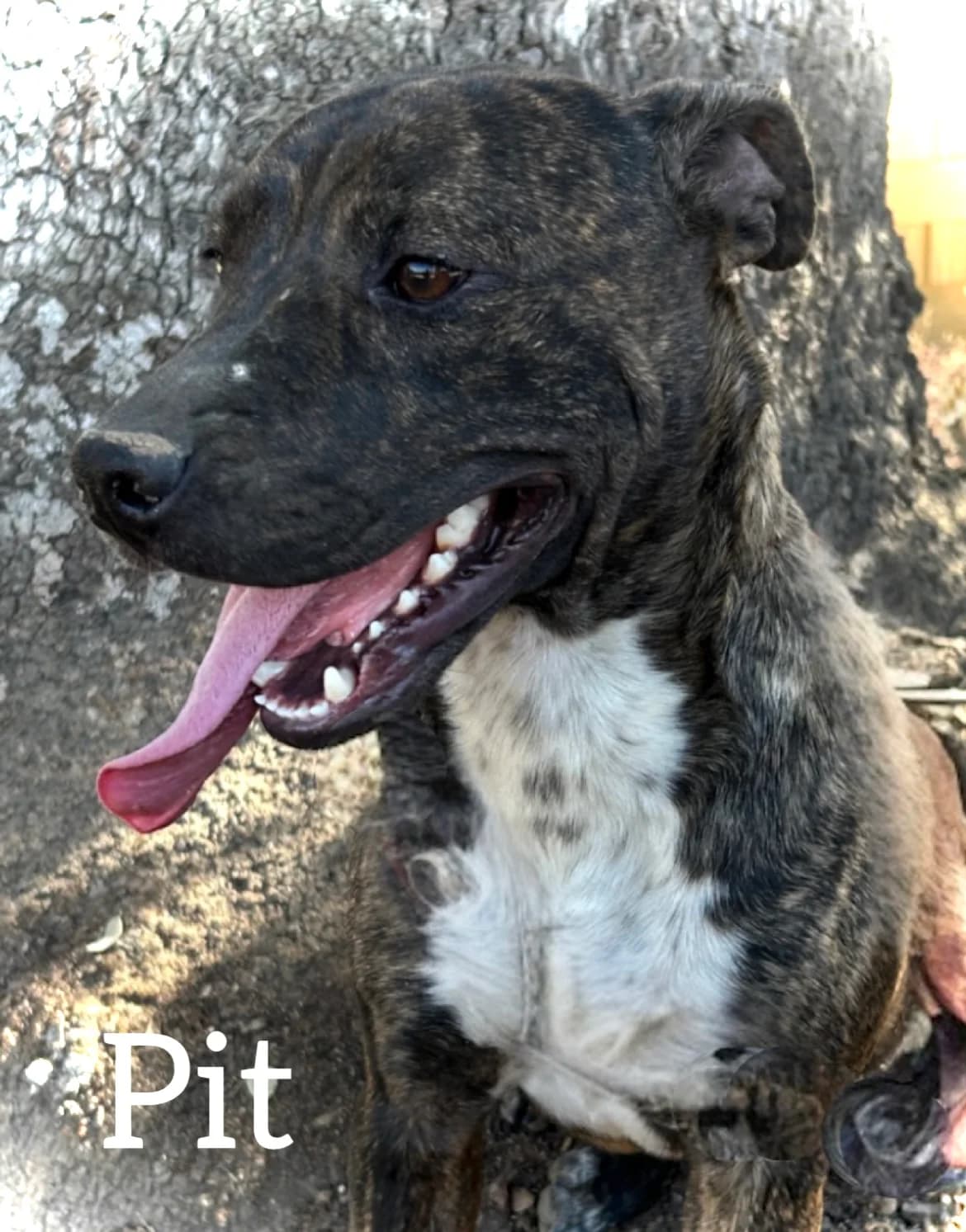 PIT, male young Pit Bull Terrier for adoption at DogHorseCity, Toledo