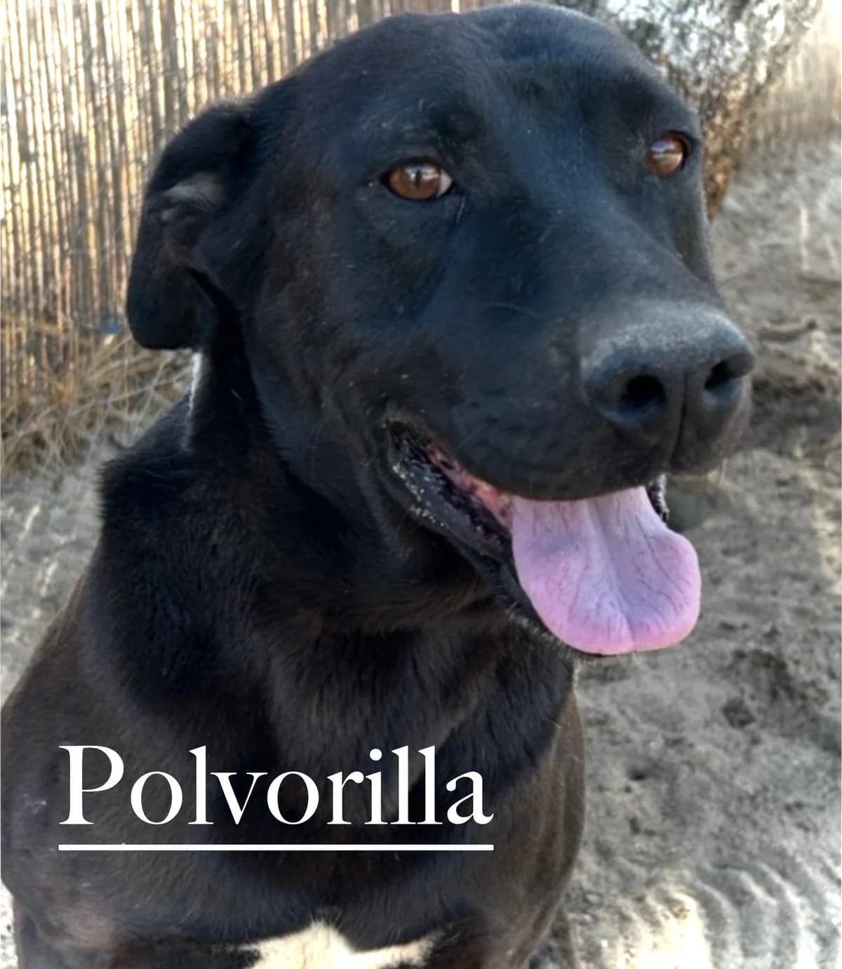 POLVORILLA, male 6yo Pit Bull Terrier for adoption at DogHorseCity, Toledo