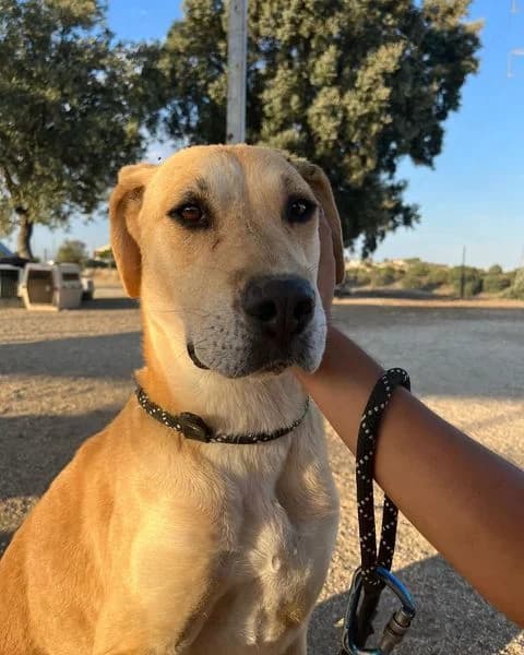 PROSA, senior Labrador Retriever for adoption at DogHorseCity, Toledo